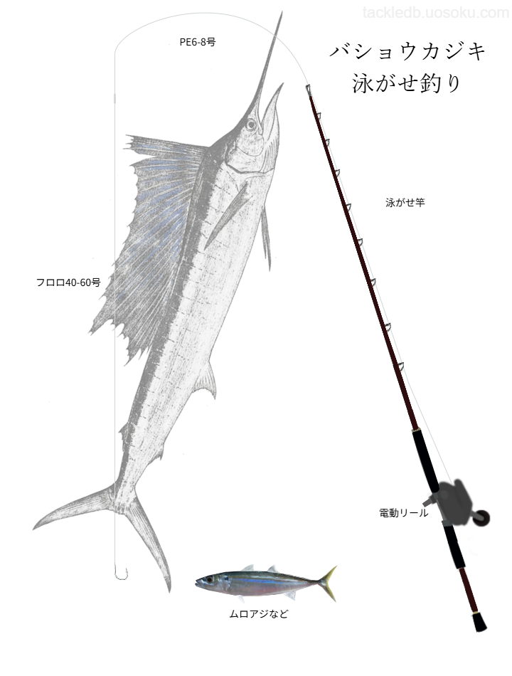 バショウカジキ泳がせ釣りの基本仕掛け、タックル