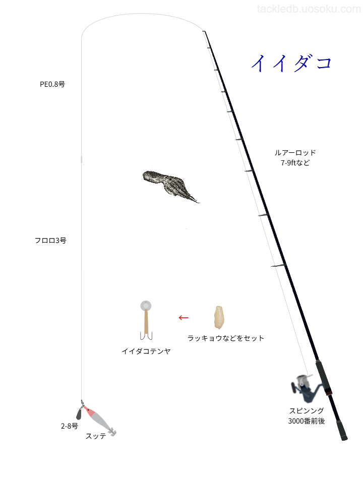 イイダコ釣りの基本仕掛け・タックル