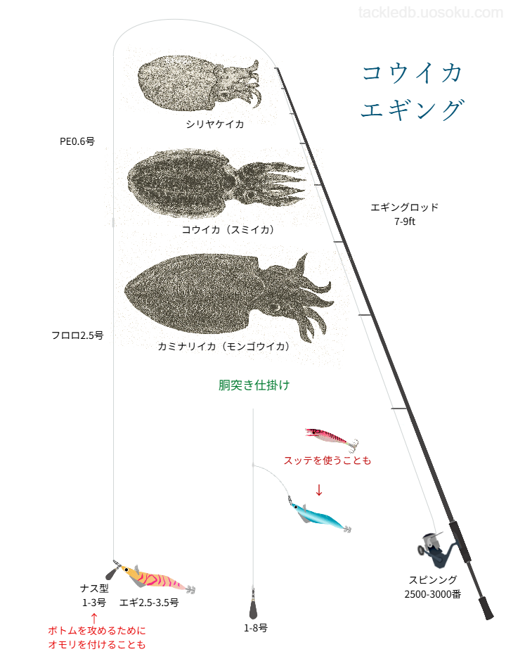 コウイカ(シリヤケイカ、カミナリイカ=モンゴウイカ)エギングの基本仕掛け・タックル