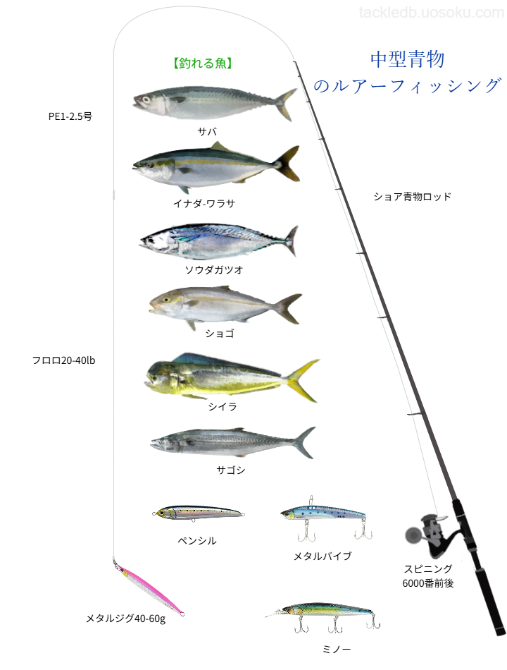 中型青物のルアーフィッシングの基本