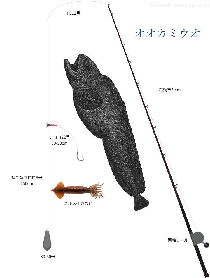 オオカミウオ釣り(陸)の基本仕掛け・タックル
