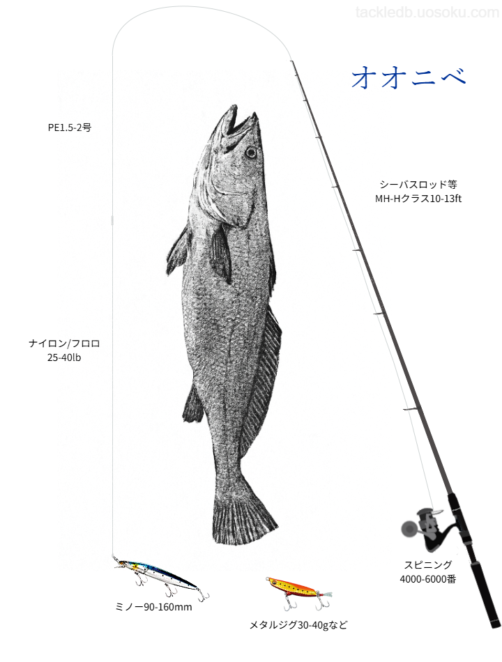 オオニベルアーフィッシングの基本タックル
