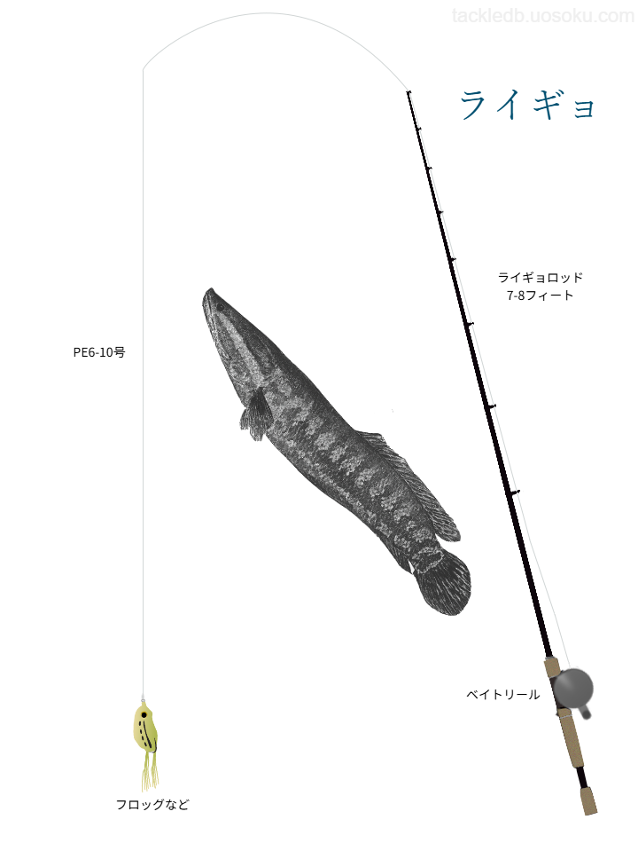 ライギョルアーフィッシングの基本タックル