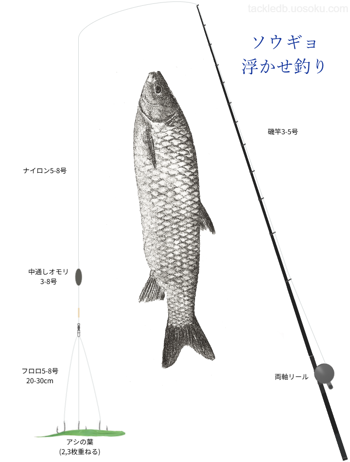 ソウギョ浮かせ釣りの基本仕掛け・タックル