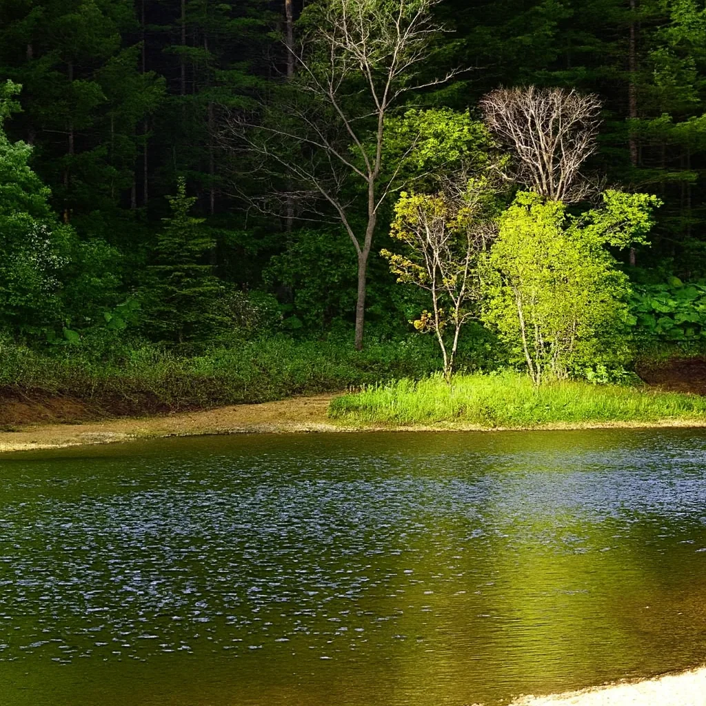 テンパウンド1st pondの様子
