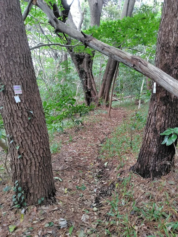 真鶴戒崎への道