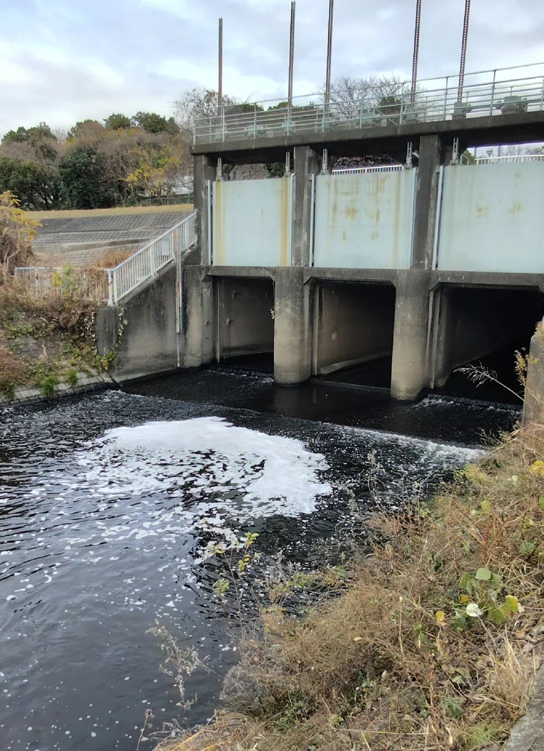 港北水再生センター排水口付近の鶴見川