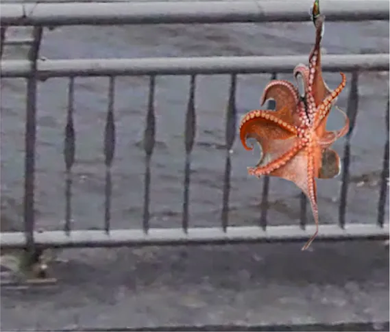 タコエギにヒットした東扇島のタコ