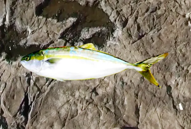 江ノ島で釣れたイナダ