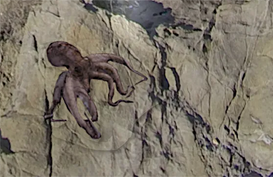 江ノ島で釣れたタコ