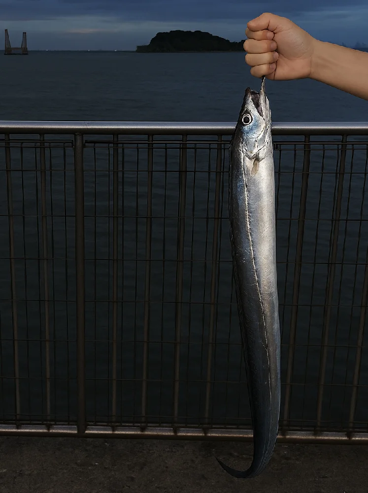うみかぜ公園で釣れたタチウオ