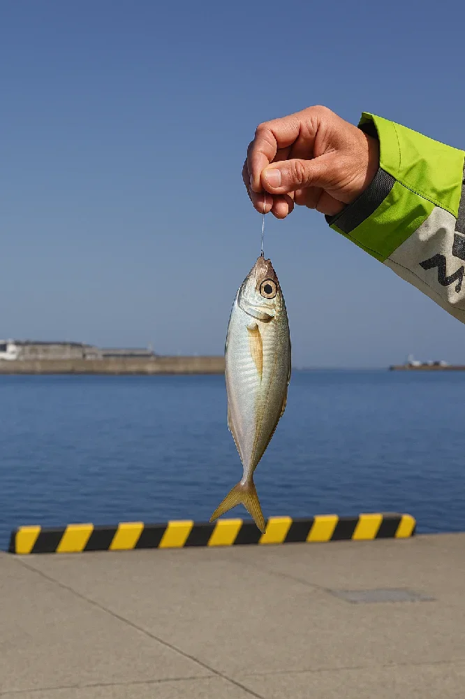浦本漁港で釣れたアジ