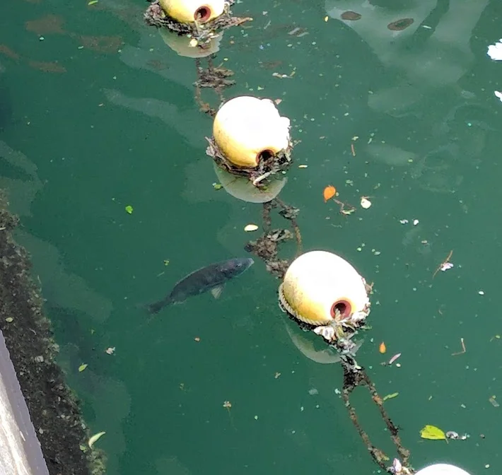 大岡川を泳ぐクロダイ