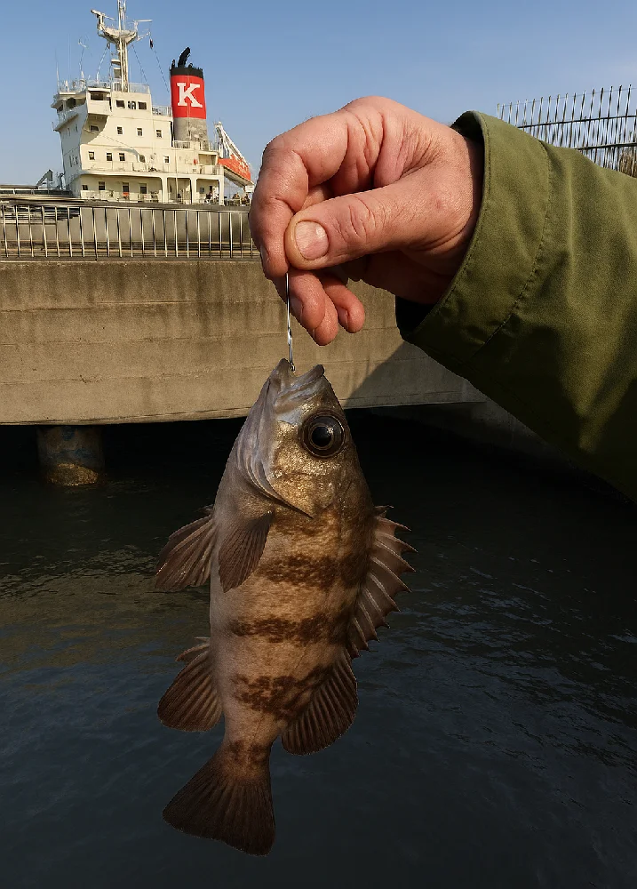 磯子海釣り施設駐車場前のポイントで釣れたメバル