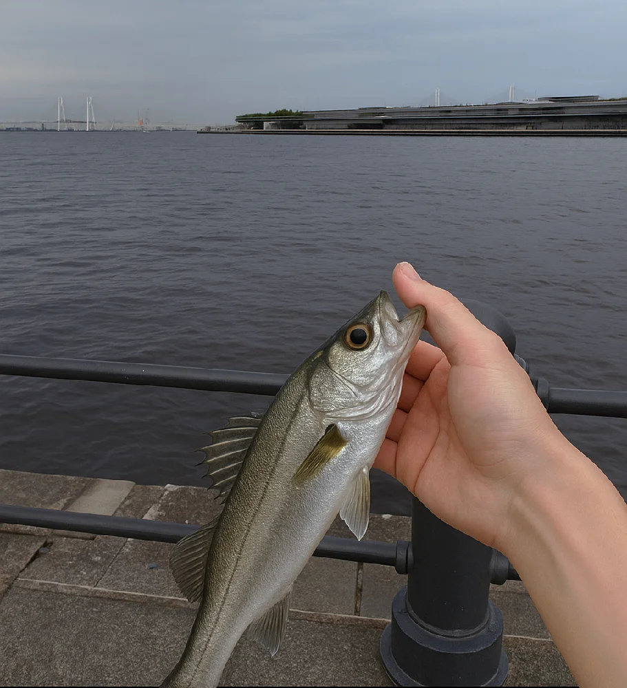 赤レンガパークで釣れたセイゴ
