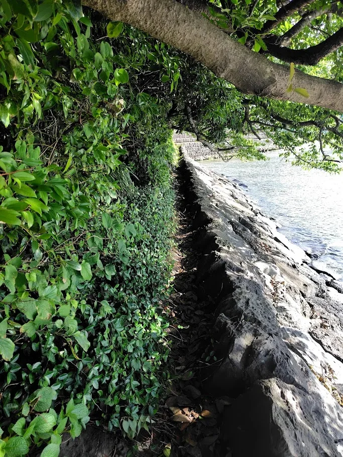 旗山崎への道
