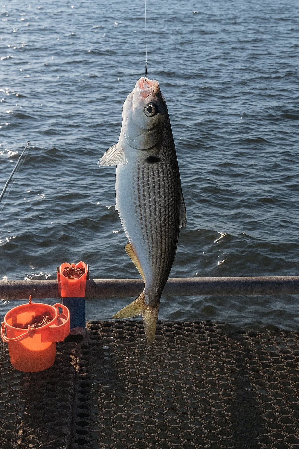 本牧海釣り施設で釣れたコノシロ