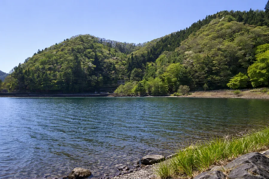 河口湖桑崎ワンド