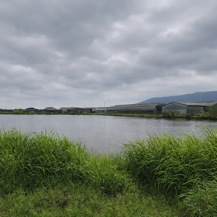 牛池の様子
