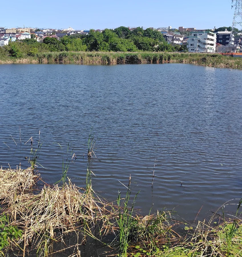 二ツ池公園獅子ケ谷池