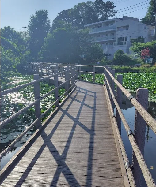 白幡池デッキ