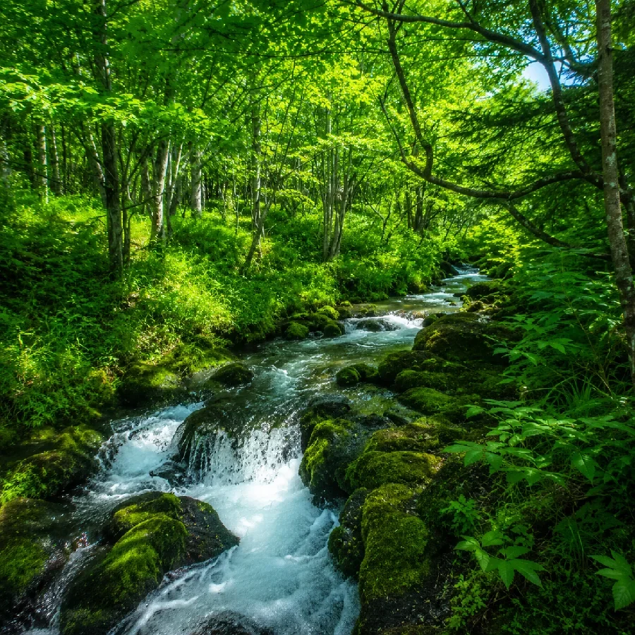 湯川石楠花橋付近