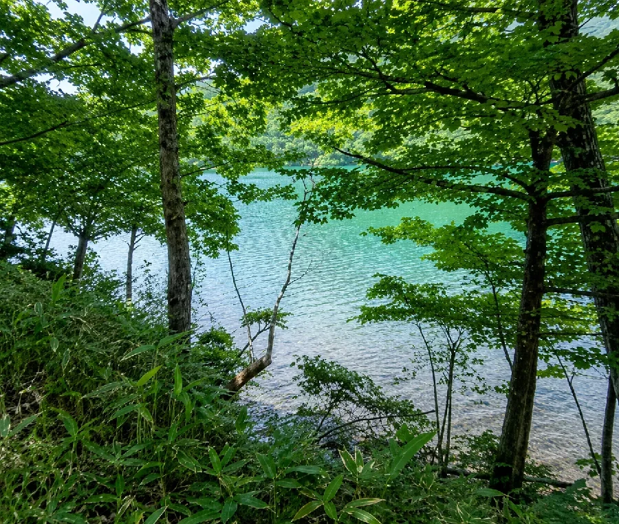 湯ノ湖白樺