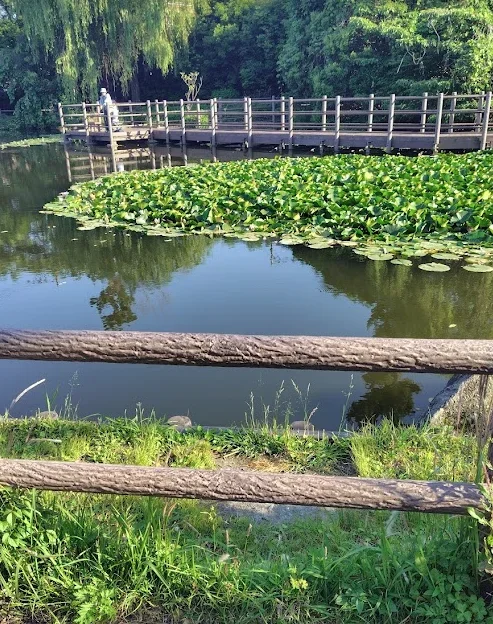 白幡池北側