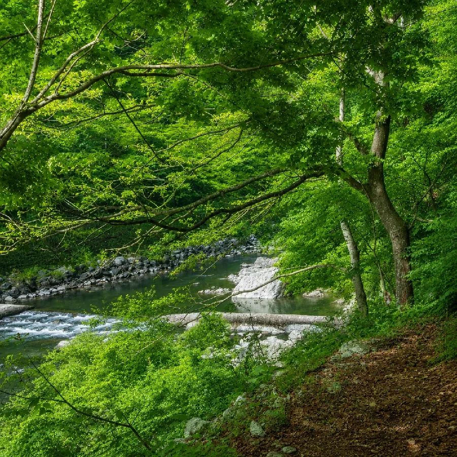 川治地区C&R区間