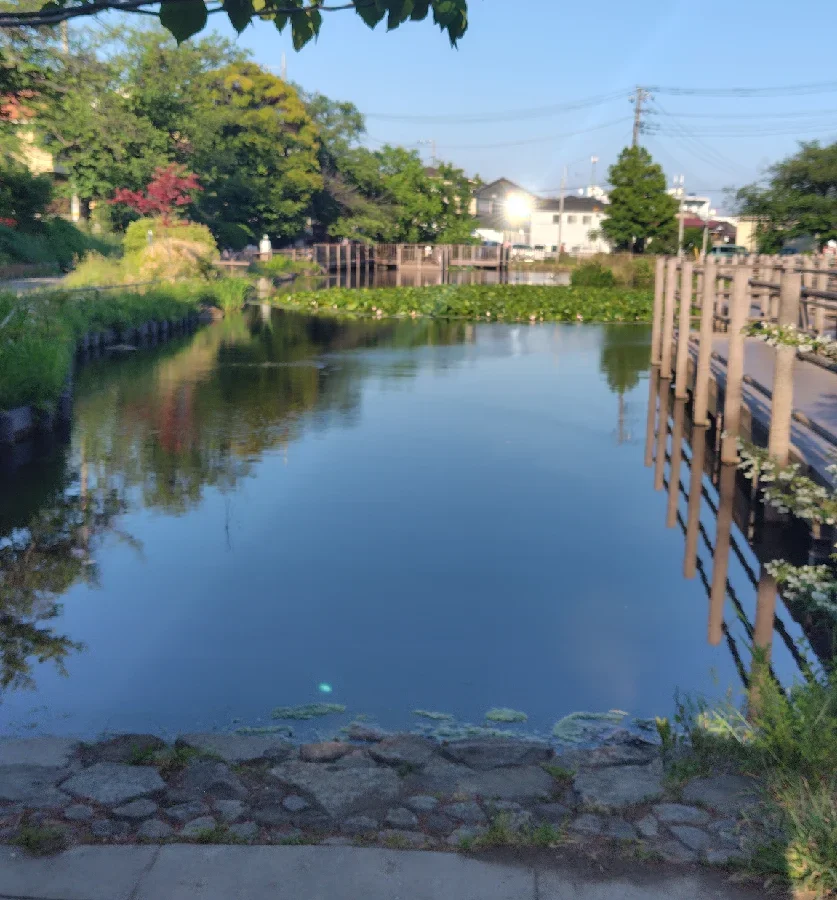 白幡池