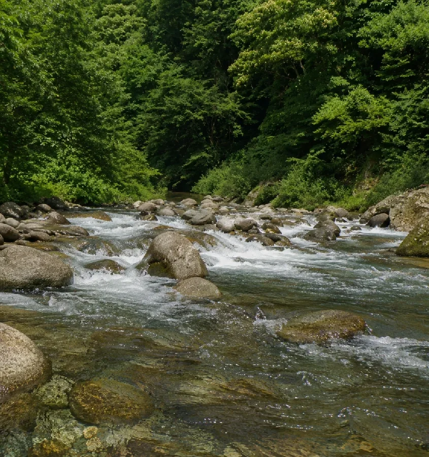 石徹白川新前坂橋周辺