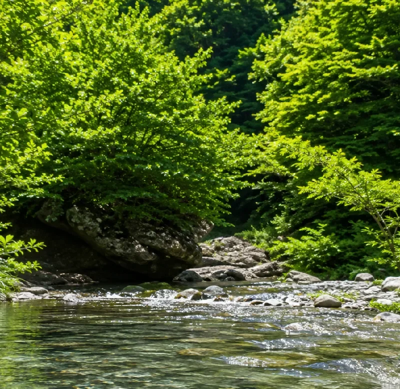 田村川上流域
