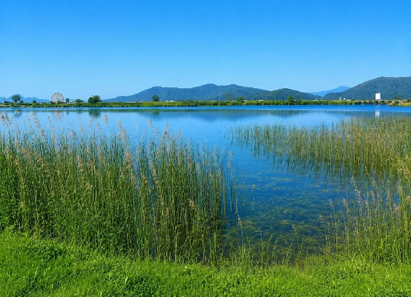 伊庭内湖北岸のアシ原